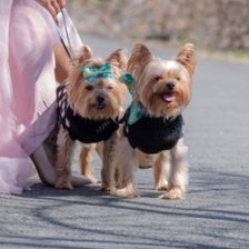 Dog Mom vs. Human&nbsp;Mom